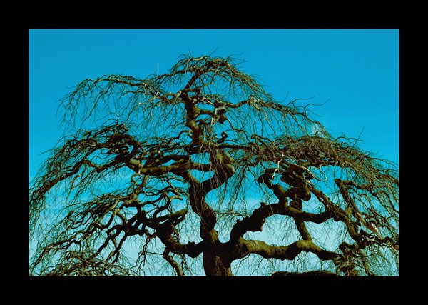 tree
