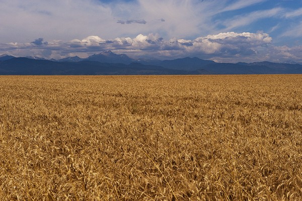 Harvest Riches
