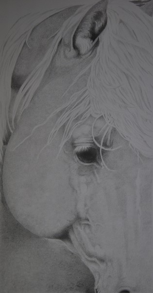 Foundation Quarter Horse