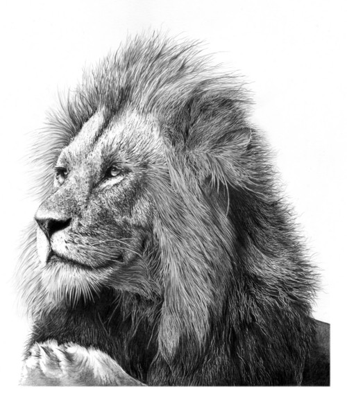 Adult Male Lion