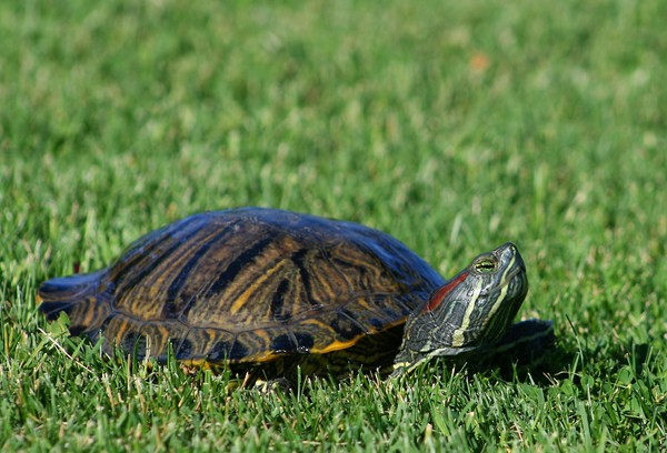 Turtle 1