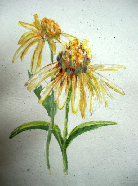 Cone Flower