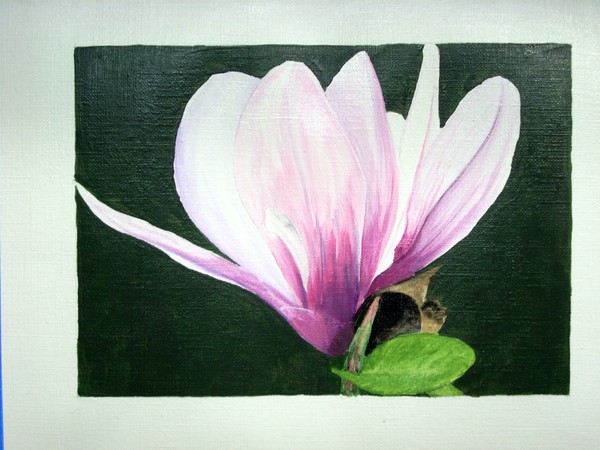 Magnolia Blossom