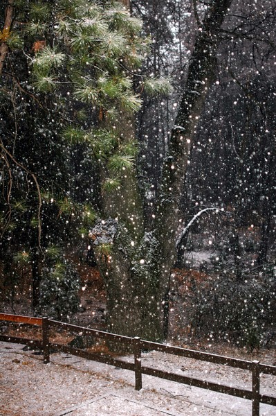 First Snow
