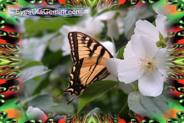 Butterfly 