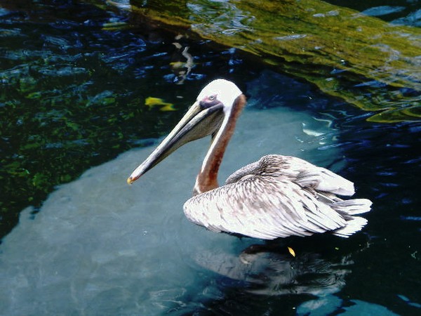 manatee and pelican