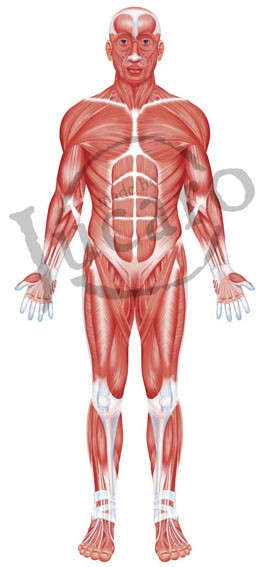 Sistema Muscular