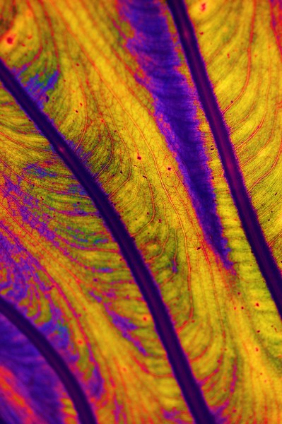 membrane
