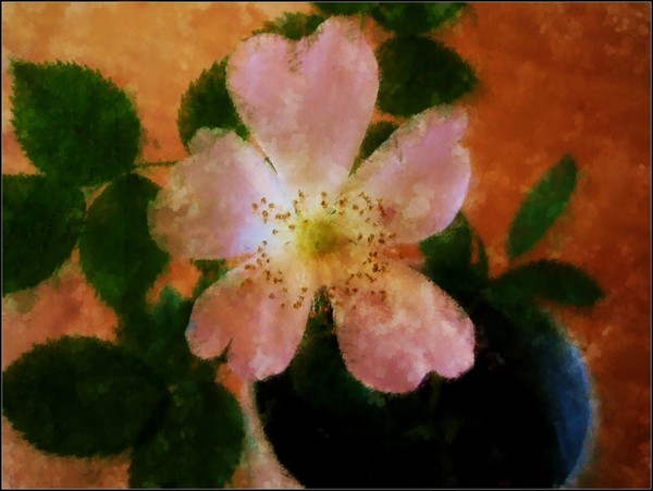 Only one Rose