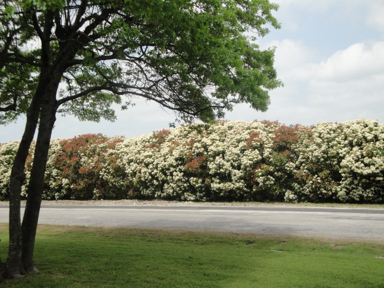 LARGE photenias blooming....(C) 2020 elton houck