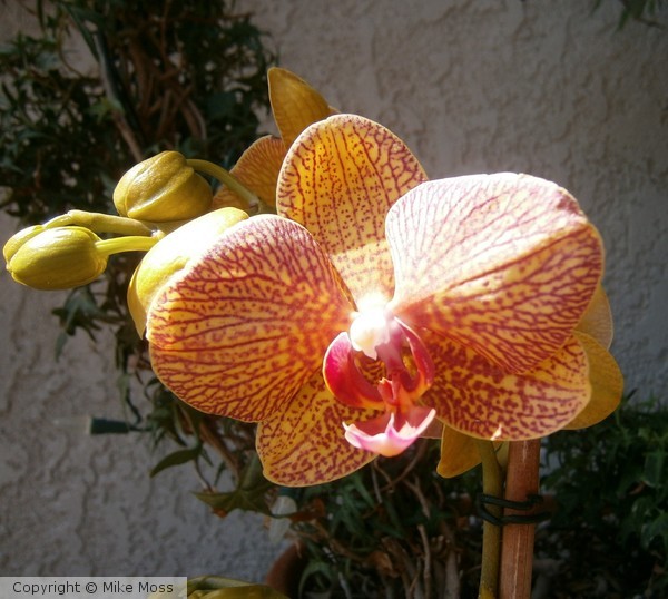 orchid in bloom