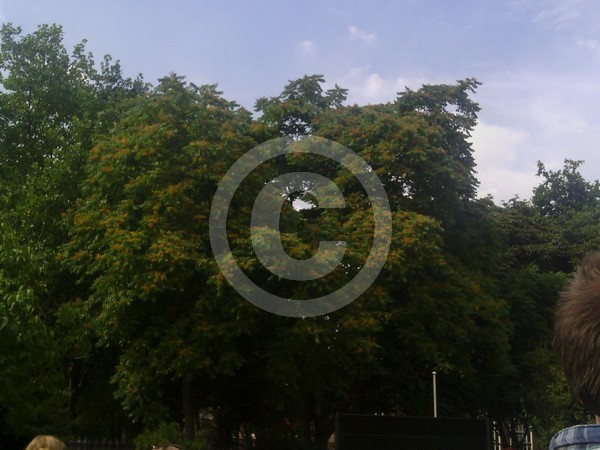 Trees 8