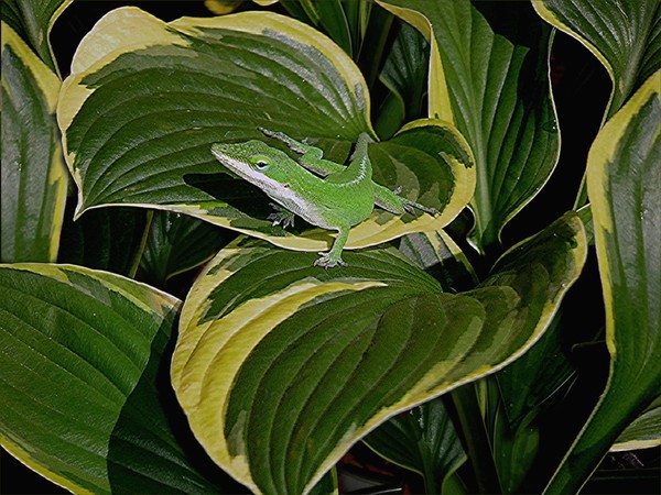 Anole In Leaves