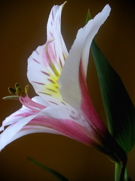 Alstroemeria Responding