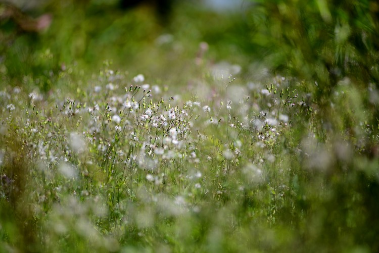 Kadupahara Flower