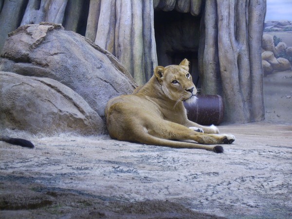 Lioness