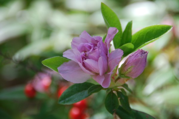 Elsie Lee Azalea