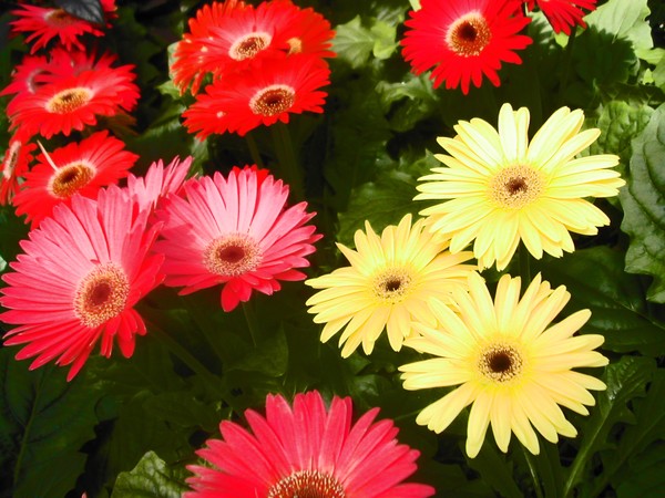 field of red 