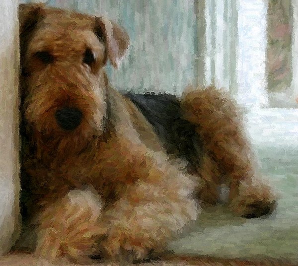 Airedale Terrier dog portrait
