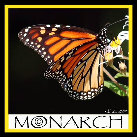 Monarch