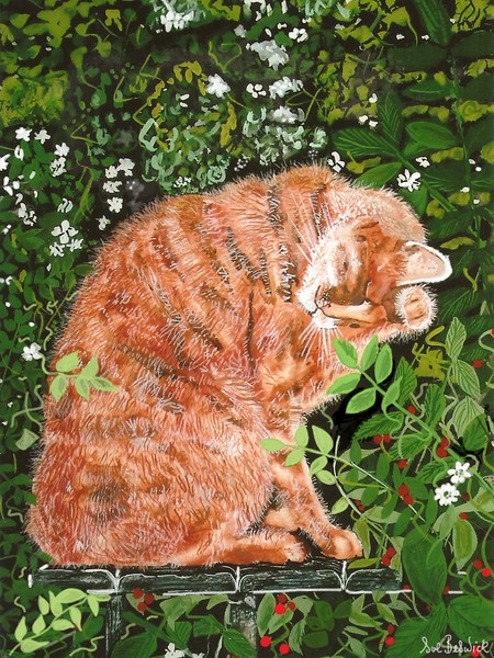 cat 5