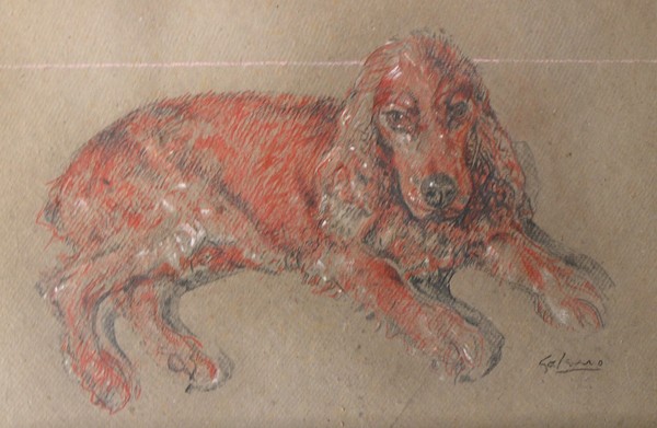 Tribute to my dog Gira 
