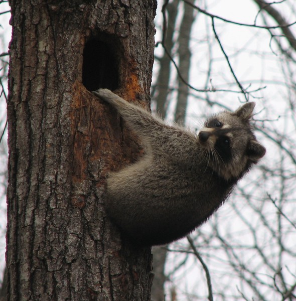 Raccoon