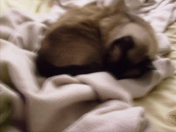 Oscar in his blanket