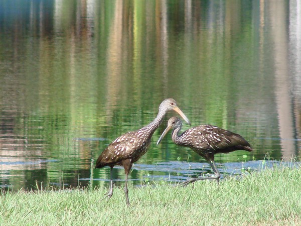 Limpkin Ballet