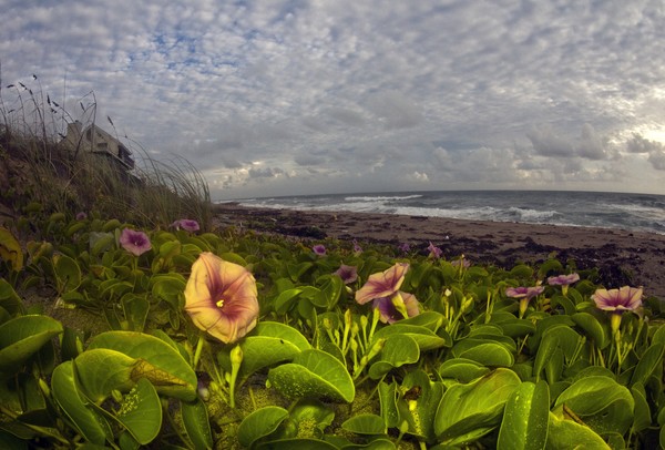 beach bloom