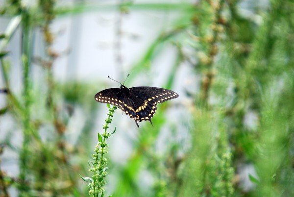 Papilio Butterfly