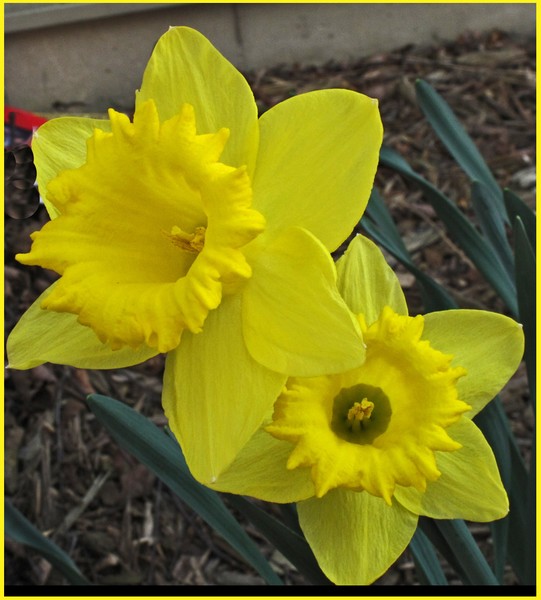 DAFFODILS