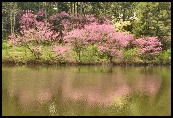 REDBUD TREES AT ARBORETUM