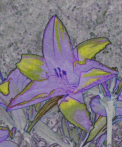 DIGITAL LILLY FANTASY