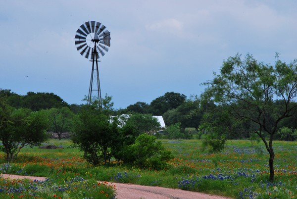 Windmill in the Wildflowers