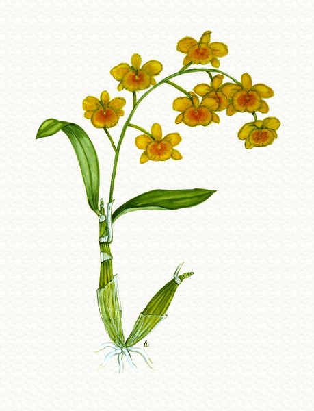 Dendrobium chrysotoxum