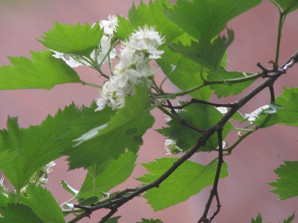 .nearby blooms