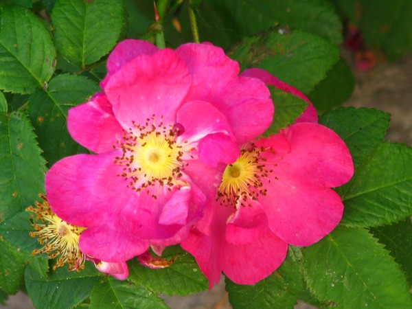 ROSES FOR YOU..