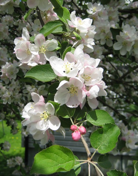 Apple Blossoms