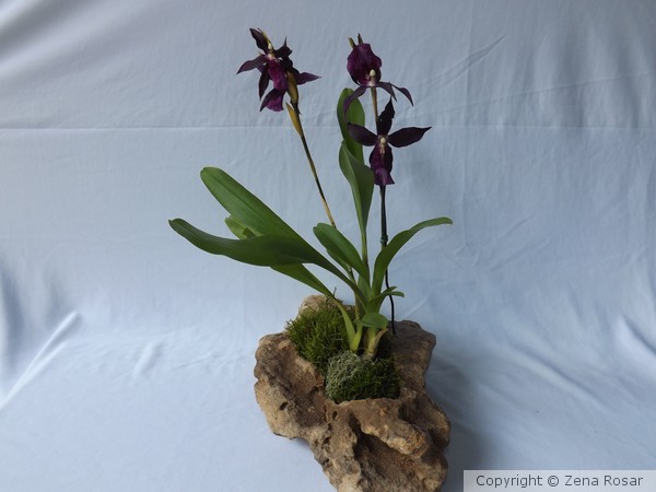 Orquidea Miltonia