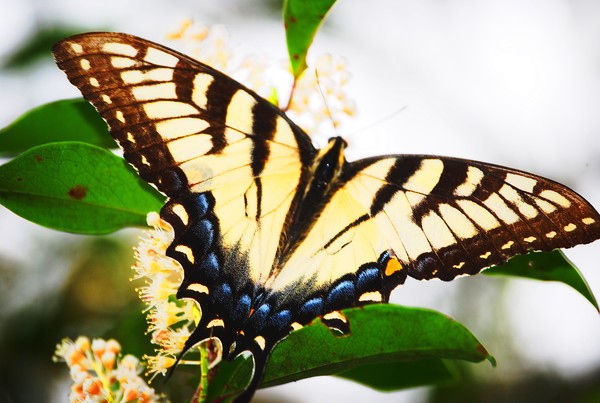 The Butterfly
