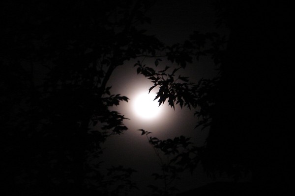 Mr. Moonlight
