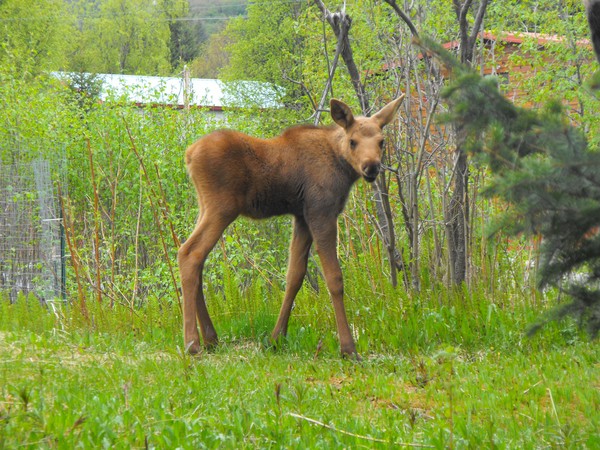 Baby Moose