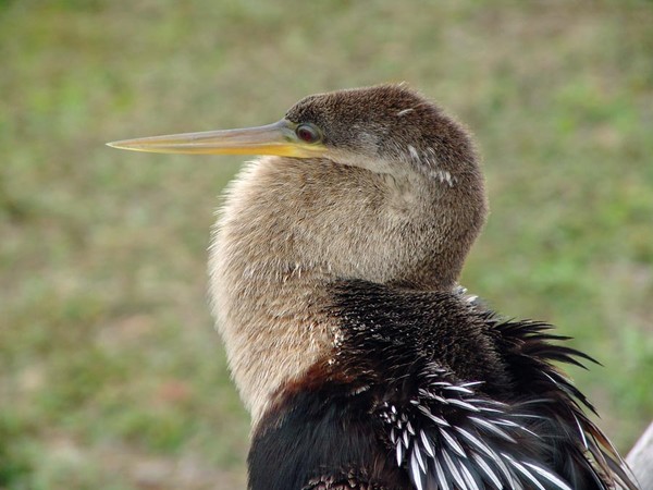 Anhinga