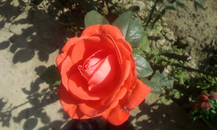Rose