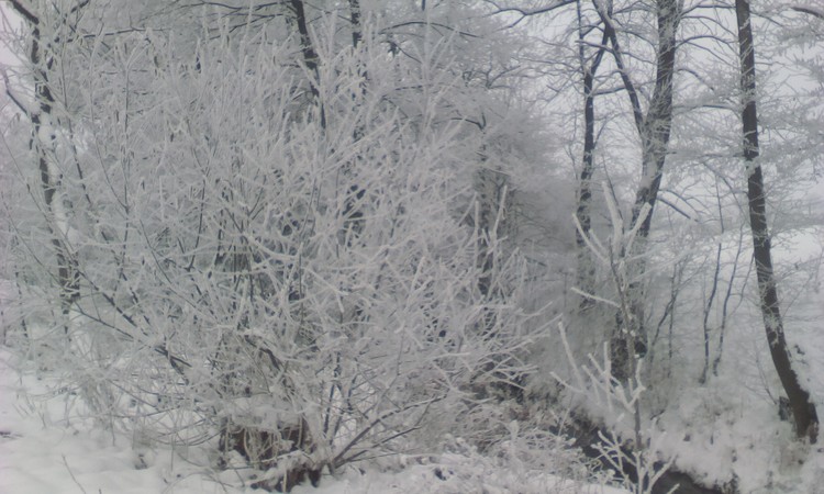 Frosty morning