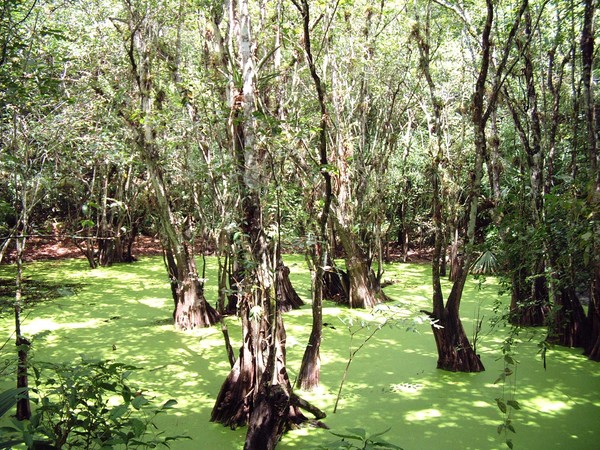 Mysterious Cenotte Coba Mexico
