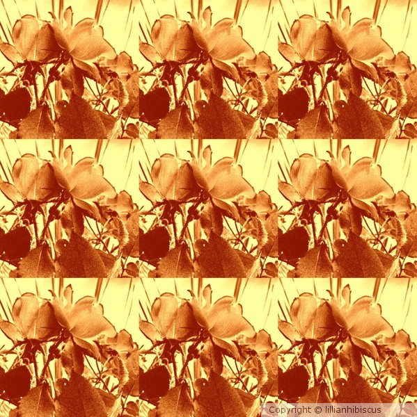 Golden Roses