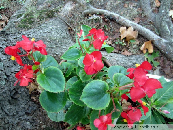 Begonias