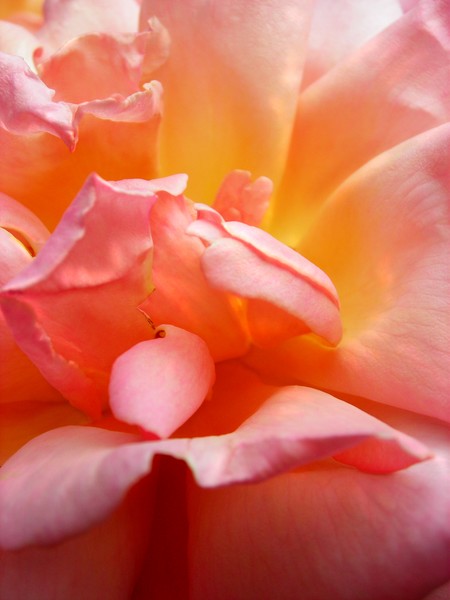 In the Rose